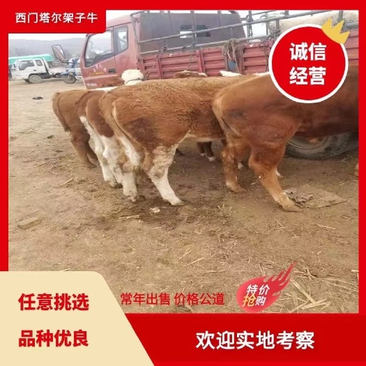 礼县杂交牛  小公牛苗