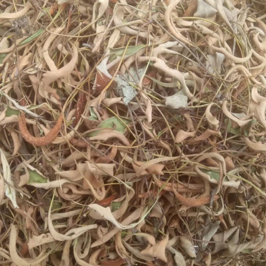 宁强县小叶石韦无根人工精选
