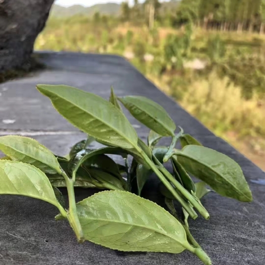 怀集县云雾茶 肇雅冻顶乌龙，挂绿，采摘1芽两叶，耐冲泡，回甘力强，