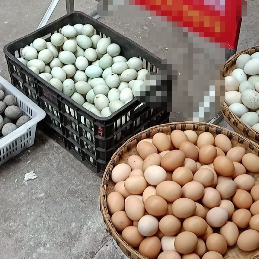 井研县土鸡蛋