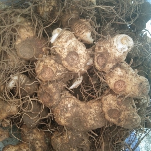 绥宁县多花姜型黄精，药典品种，甜黄精，大量供应