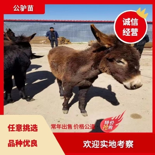 毛驴  德州母驴苗