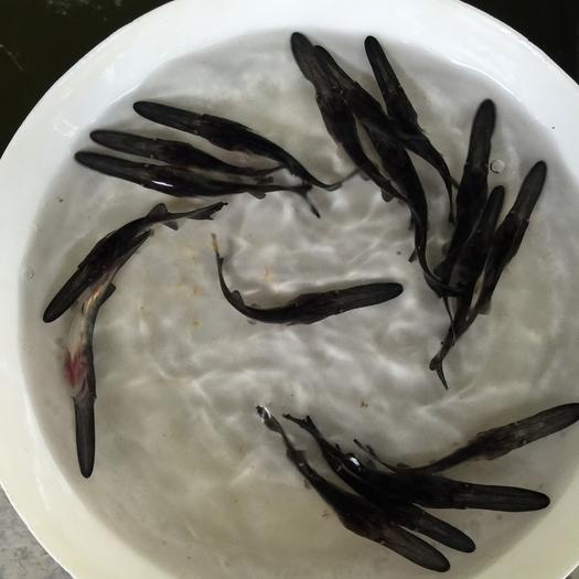 鸭嘴鱼苗  鸭嘴鲟鱼苗鲟鱼苗淡水鱼苗养殖鱼苗观赏鱼苗好养鱼苗耐活