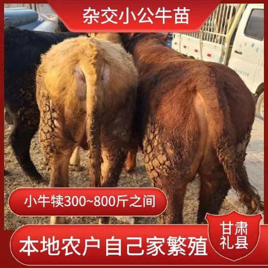 肉牛  小公牛苗