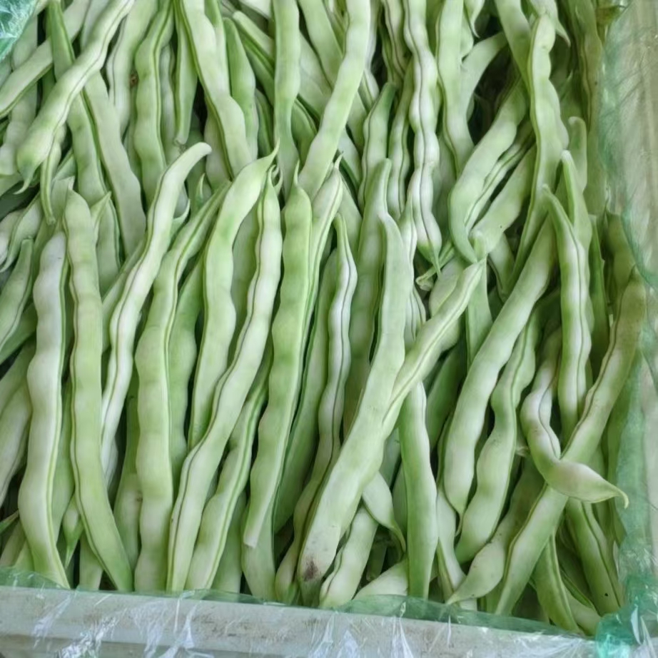 沂水县九粒白芸豆 芸豆上市 白不老芸豆 产地直销 大量供应大掉价了