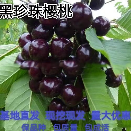 临沂黑珍珠苗 黑珍珠樱桃苗 嫁接苗包品种 南北均可种植包邮