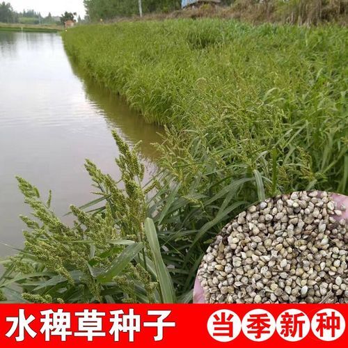 沭阳县 雀稗种子 水稗草种子 小米草种子鱼虾蟹专用草多年生水草种子