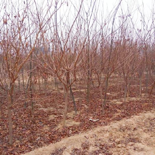 定州市红叶黄栌  黄栌-黄栌基地大量供黄栌1cm2cm3cm4cm5cm6cm