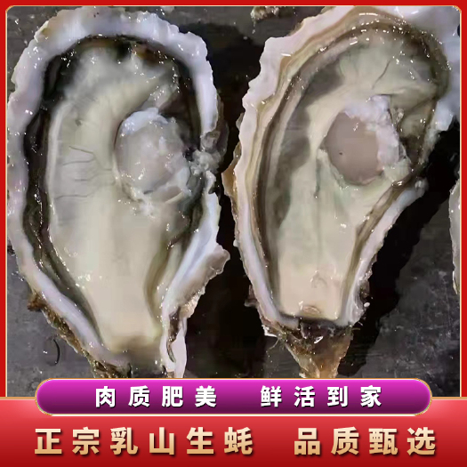 乳山市三倍体生蚝  乳山生蚝 高压锅 刺身蚝 产地直销 可在线交易