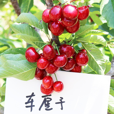 临沂福晨樱桃苗  车厘子樱桃苗  嫁接苗 美国车厘子苗盆栽地栽南北方种植包