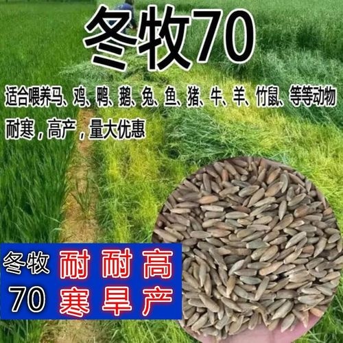 冬牧草种子 黑麦草种子 冬牧70黑麦草种子量四季牧草养