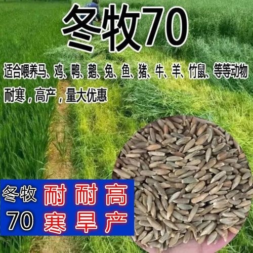 冬牧草种子  黑麦草种子 冬牧70黑麦草种子量四季牧草养