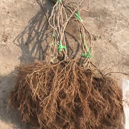 桓仁县黄金奇异果苗 产地批发奇异莓树苗