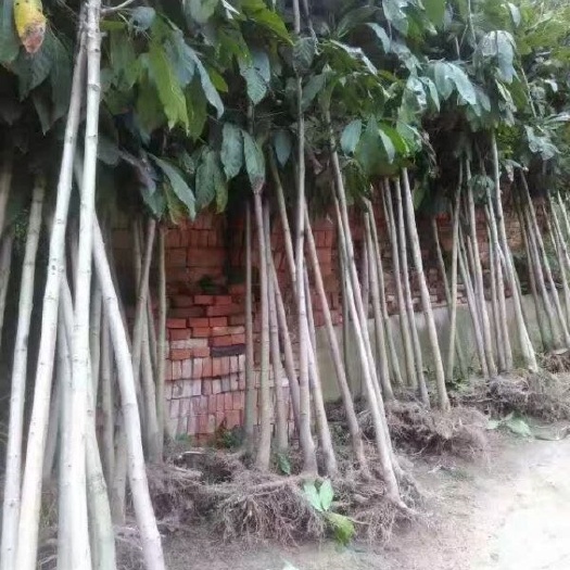 泰顺县 七叶树