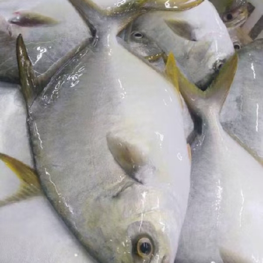 钦州北部湾深海金鲳鱼300-400批发