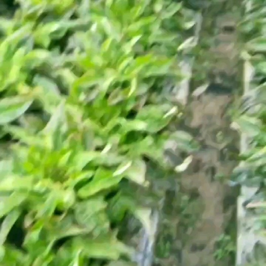 上海红叶莴笋 上海市上海市奉贤区 