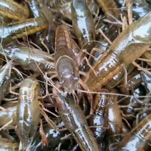 潜江市 小龙虾苗