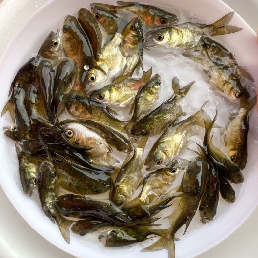 广州 优质缩骨大头鱼苗 缩骨花鲢鱼苗 仙骨鱼苗缩骨鳙鱼苗淡水活体