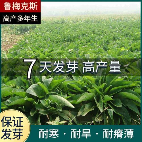 鲁梅克斯种子 俄罗斯饲料菜多年生四季牧草高产量高蛋白营养丰富