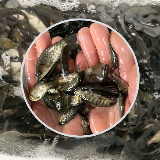 广州鲤鱼苗活体大鱼苗淡水稻田稻花红尾观赏鱼