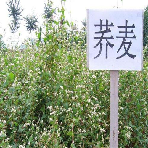 沭阳县荞麦种子 甜荞麦种子苦荞麦种子黑苦荞种子新种子送种植技术资