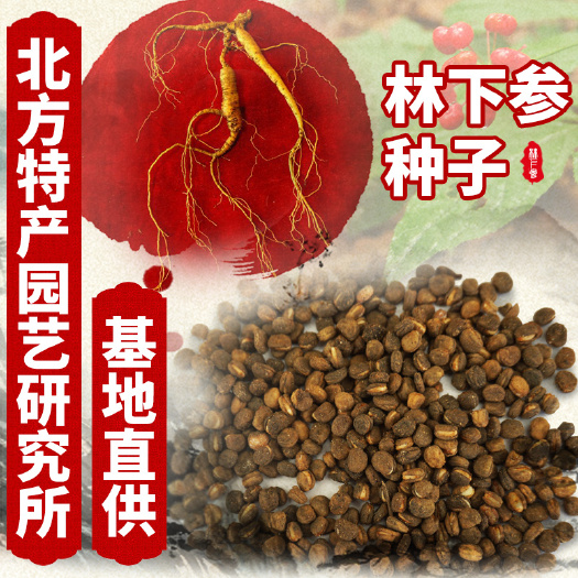 人参种子 出售林下参种子，免费提供种子技术资料