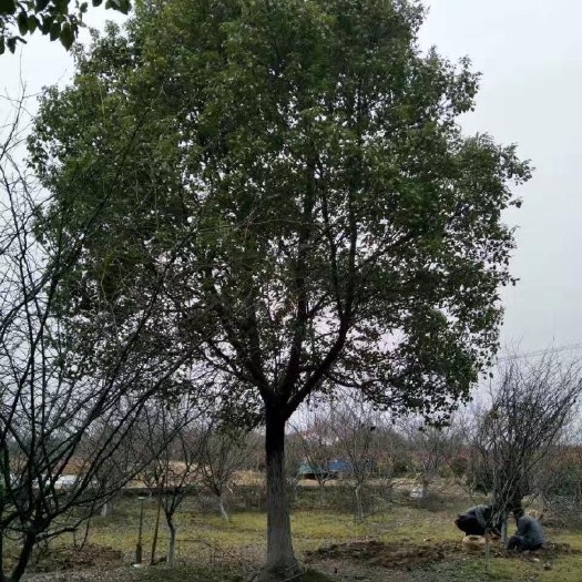 泰顺县香樟树