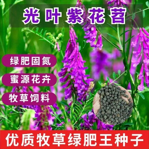 沭阳县苕子种子 光叶紫花苕种子绿肥蜜源长柔毛苕子种子箭射豌豆种子