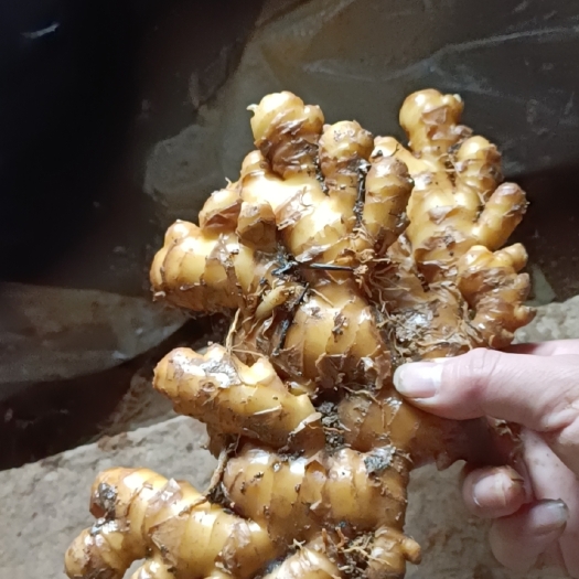 贺州产地小黄姜