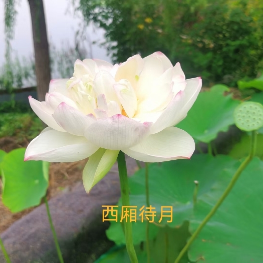 安新县 荷花