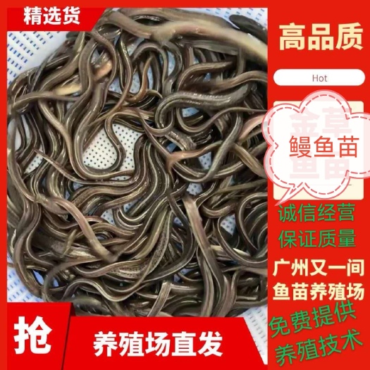广州鳗鱼苗，白鳝鱼苗，日本鳗鱼苗
