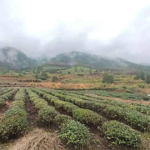 永安市350亩土地茶园果园荒地，种植养殖光伏