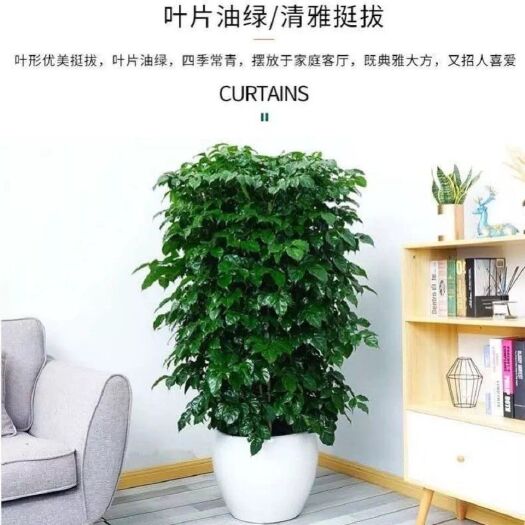 广州菜豆树  众生绿宝 幸福树  包邮