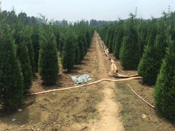 泰顺县 西安桧