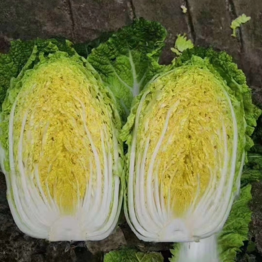 兰陵县黄心大白菜 兰陵县温室大棚黄心白菜，质量特别好大量上市，欢迎