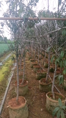 红叶碧桃，基地直供，地径4分，大量有货，有需要的老板来电。