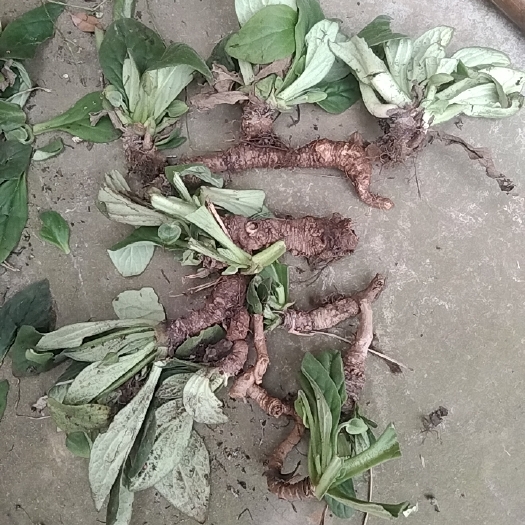 柳州鲜货现采，岩白菜