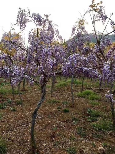 平邑县 家里种几棵紫藤花树，寓意紫气东来，家宅祥