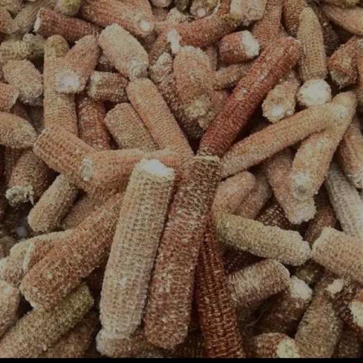 合肥玉米芯