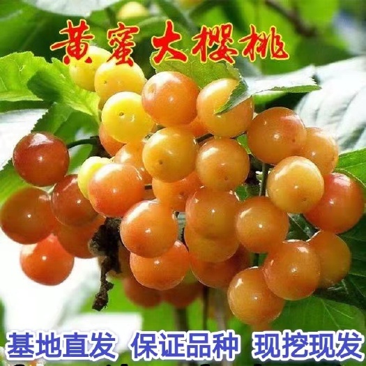 临沂黄蜜樱桃苗 嫁接苗包品种 南北均可种植产量高 技术支持 包