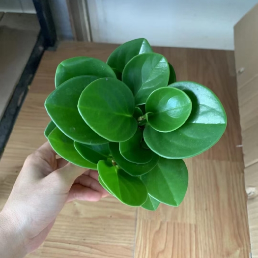 佛山 90盆碧玉
