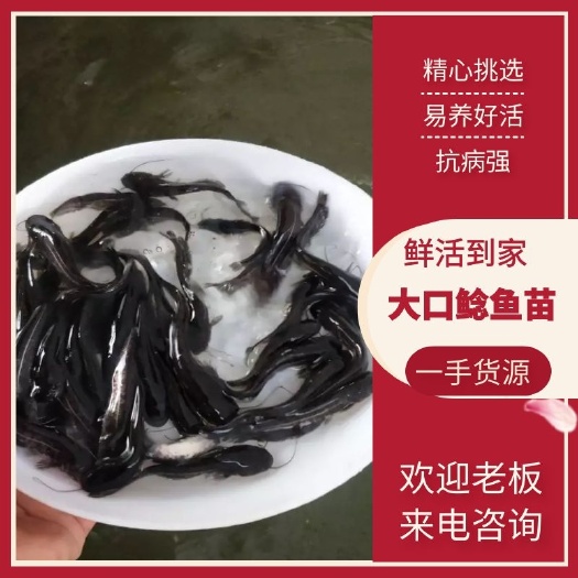 广州杂交鲶鱼苗大量出售，价格美丽，欢迎来电订购