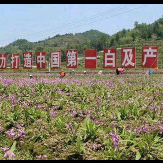 昆明紫花白芨苗 白芨苗，紫花三叉大白芨三年苗