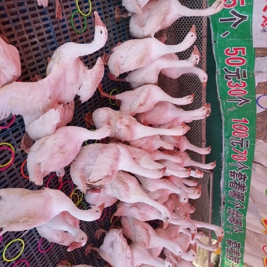 无锡三花鹅 鹅