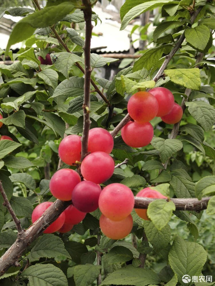 寒地大樱桃树苗 樱桃苗 抗寒大樱桃苗 1年嫁接苗