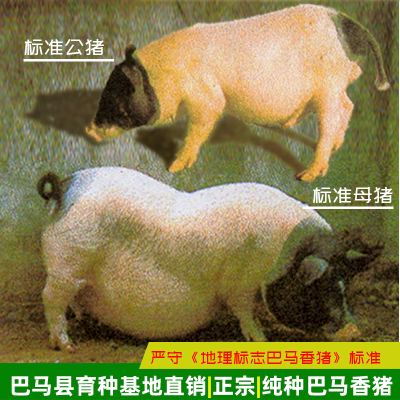 巴马瑶族自治县广西巴马香猪养殖场种苗多少钱纯种香猪仔市场价格母猪基地送技术