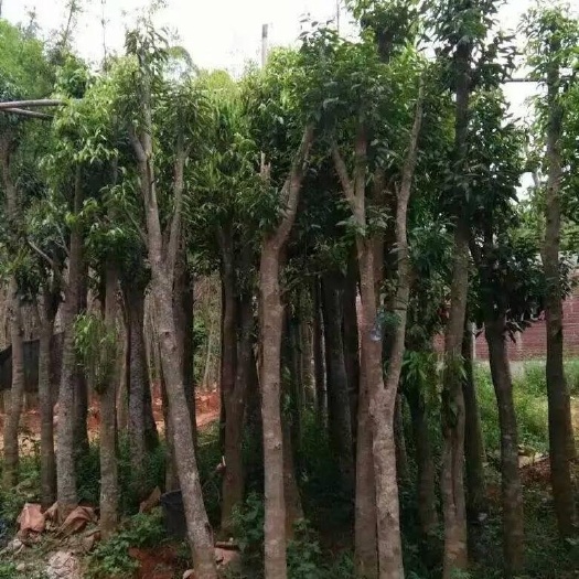 河池奇楠沉香树 白木香，沉香树，