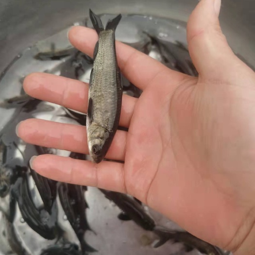 剑阁县青鱼苗 支持送货上门，货到付款量大从优，四川，云南，贵州，湖