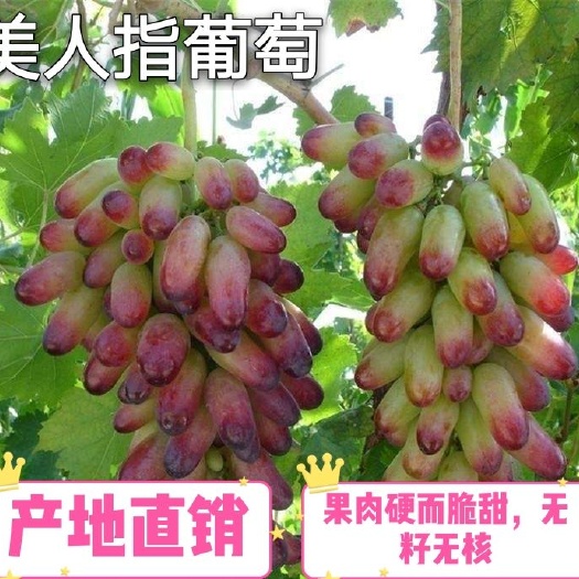 临沂 美人指葡萄苗 嫁接苗包品种 南北均可种植产量高 提供技术支持