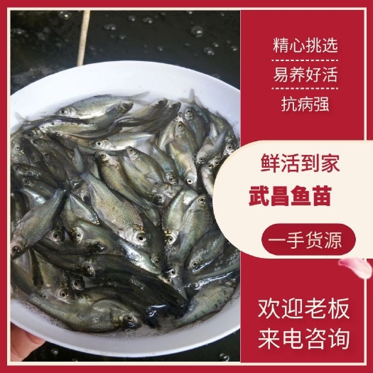 广州武昌鱼苗沙边鱼苗大量出售一手货源产地直供价格美丽